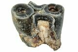 Fossil Desmostylus (Hippo-Like Animal) Molar - California #241173-1